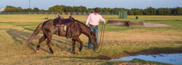 Teaching-Your-Horse-to-Cross-Water