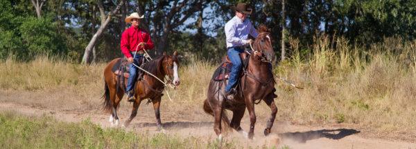 Correcting-Horses-That-Bite-and-Kick-Other-Horses